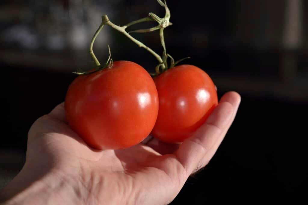 Fresh picked bright red tomatoes in hand.