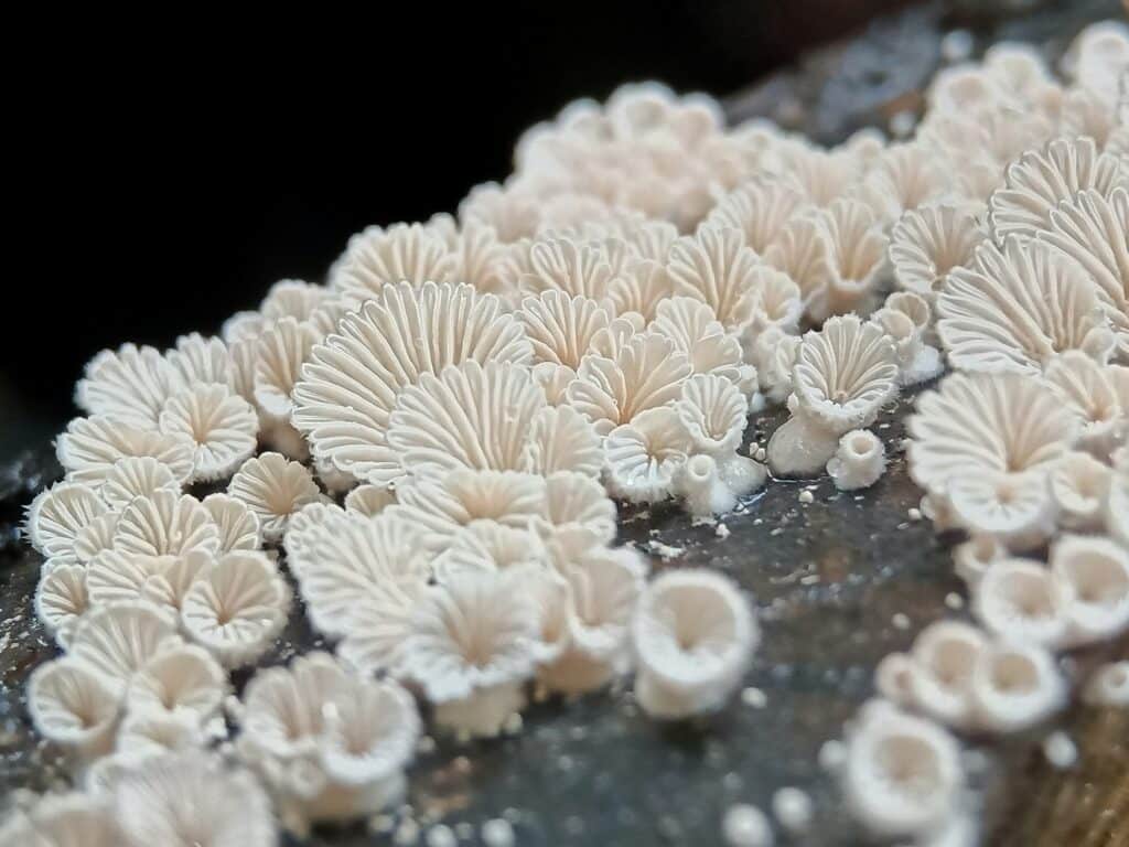 Fungus