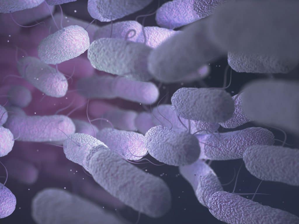 Enterobacteriaceae Bacteria Family